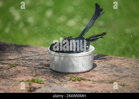 Gros plan d'un oiseau de pie sauvage, eurasien britannique (Pica pica) se baignant isolé dans un petit bol d'eau sur un patio de jardin. Banque D'Images