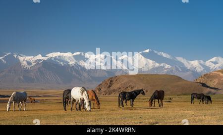 Paysage pittoresque le matin avec des chevaux paître devant la chaîne de montagnes enneigée Trans-Alay ou Trans-Alai et le pic Lénine au sud du Kirghizistan Banque D'Images