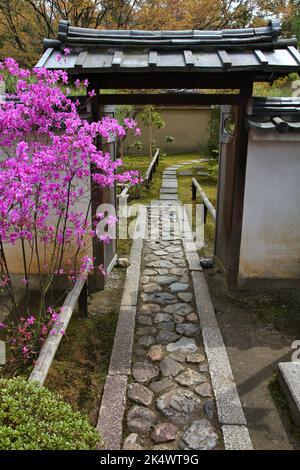 Point de repère de Kyoto au Japon. Fleur rose dans les jardins du Temple Daitokuji (Daitoku-ji) du quartier de Kita à Kyoto. Banque D'Images
