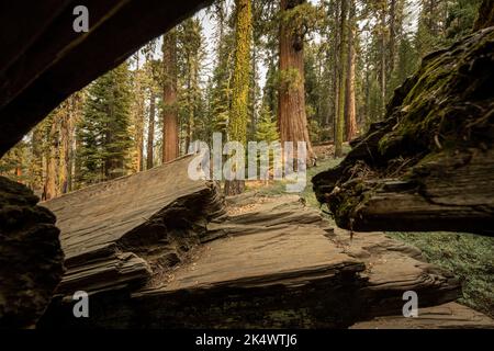 Séquoias vus à travers les fissures dans l'arbre du tunnel déchu dans le parc national de Yosemite Banque D'Images