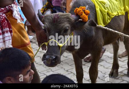 Guwahati, Guwahati, Inde. 4th octobre 2022. Un buffle étant préparé pour le sacrifice lors de la célébration du festival Navami de Durga puja à Bileswar Devalaya, Belsor dans le district de Nalbari d'Assam Inde, le mardi 4th octobre 2022. (Credit image: © Dasarath Deka/ZUMA Press Wire) Credit: ZUMA Press, Inc./Alamy Live News Banque D'Images