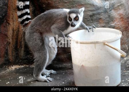 4 octobre 2022, Dvur Kralove nad Labem, République Tchèque : lemur à queue annulaire (Lemur catta) pendant le nettoyage en soirée au zoo de Dvur Kralove en République Tchèque. (Credit image: © Slavek Ruta/ZUMA Press Wire) Banque D'Images