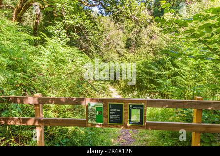 Une promenade populaire à travers le NNR Horner Wood dans le parc national d'Exmoor fermée en raison de la maladie de dépérissement des cendres à Cluntsham, Somerset Royaume-Uni. Le ciel vert de la Reine - Banque D'Images