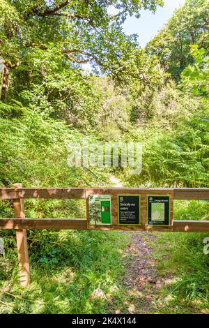 Une promenade populaire à travers le NNR Horner Wood dans le parc national d'Exmoor fermée en raison de la maladie de dépérissement des cendres à Cluntsham, Somerset Royaume-Uni. Le ciel vert de la Reine - Banque D'Images