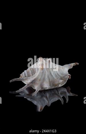 coque blanche marine avec pointes sur fond noir Banque D'Images