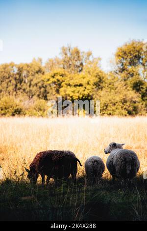 Un cliché vertical de trois moutons à l'ombre sur un champ dans la campagne suédoise Banque D'Images
