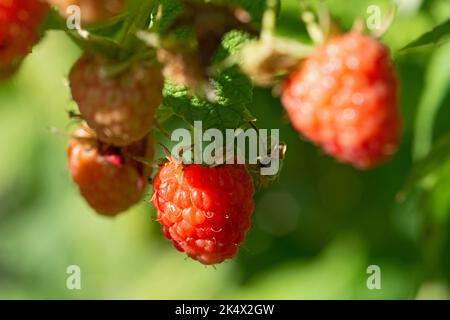 Framboise rouge, Rubus idaeus Banque D'Images