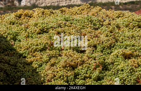 Un camion transportant des raisins dans le district de Limassol, Chypre. Banque D'Images