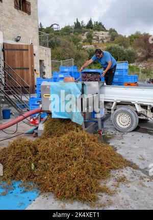 Homme récoltant du raisin Mavro à la cave de vinification Papaioannou, Vasa Koilaniou, district de Limassol, Chypre. Banque D'Images