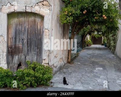 Un chat noir dans une rue pavée, Vasa, un village traditionnel de montagne, République de Chypre Banque D'Images