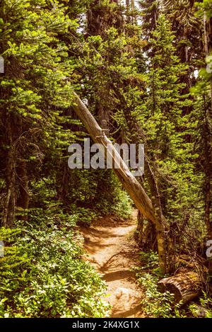 Un arbre coloré lors de la randonnée jusqu'au point d'observation du glacier Overlord, près de Whistler, au Canada Banque D'Images