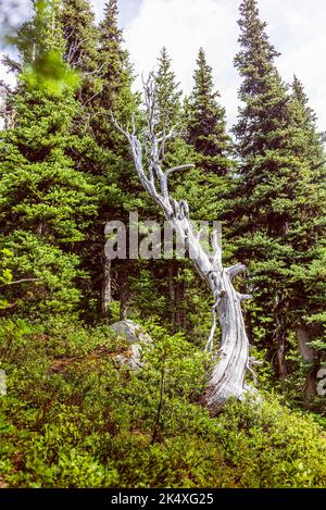 Un arbre sec mort lors de la randonnée jusqu'au point d'observation du glacier Overlord près de Whistler, au Canada Banque D'Images