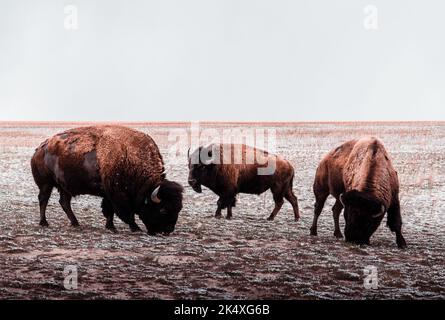 Une belle vue sur les bisons américains ou les buffles sur les pâturages dans un champ dans le parc de l'île d'Antelope, Utah Banque D'Images