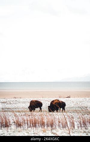 Un cliché vertical de bisons ou de buffles américains dans un pâturage dans un champ du parc de l'île d'Antelope, Utah Banque D'Images