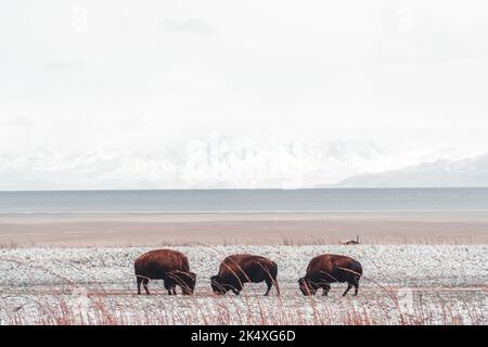 Une belle vue sur les bisons américains ou les buffles sur les pâturages dans un champ dans le parc de l'île d'Antelope, Utah Banque D'Images