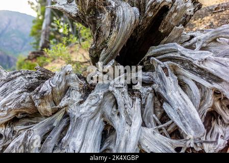 Driftwood sur le lac Buttle, dans le parc provincial Strathcona, sur l'île de Vancouver, en été Banque D'Images