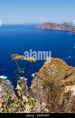 Plante de la famille des Apiaceae (persil de vache?) Et vue vers le nord depuis le sommet de Illa de Faro ou Montefaro, Îles Cies, Galice, Espagne. Banque D'Images