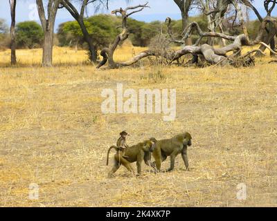 La famille babouin en mouvement, Parc national de Tarangire, Tanzanie, Afrique de l'est Banque D'Images