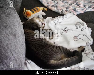 Morphy le tabby Banque D'Images