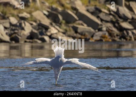 Vue rapprochée d'un mouette qui plonge dans l'eau par temps ensoleillé Banque D'Images