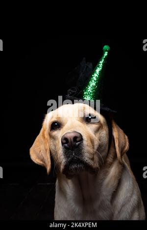 Gros plan d'un chien Labrador Retriever dans une headaddress. Carnaval ou fête d'Halloween. Photo Studio isolée sur fond noir. Banque D'Images