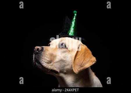 Gros plan d'un chien Labrador Retriever dans une headaddress. Carnaval ou fête d'Halloween. Photo Studio isolée sur fond noir. Banque D'Images