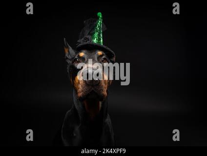 Portrait d'un chien Doberman dans une coiffe. Carnaval ou Halloween. Photo Studio isolée sur fond noir. Banque D'Images