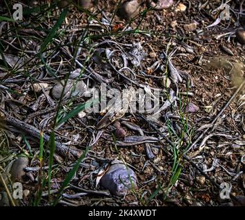 Gros plan d'un sauterelle pallidé (Trimerotropis pallidipennis) dans le parc national de Grand Teton Banque D'Images