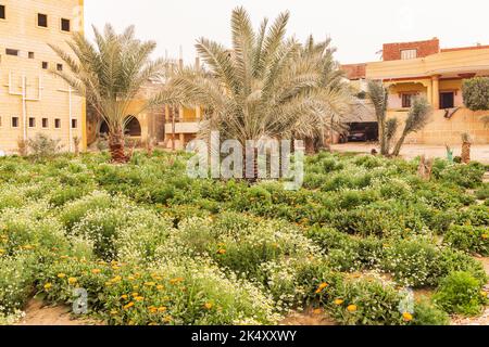 Faiyum, Égypte. Jardin égyptien poussant pour les marigolds et la chamomille pour la récolte. Banque D'Images