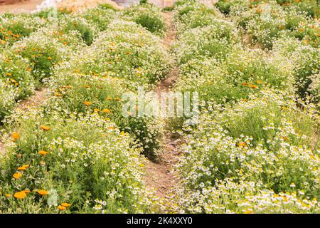 Faiyum, Égypte. Jardin égyptien poussant pour les marigolds et la chamomille pour la récolte. Banque D'Images