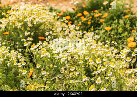 Faiyum, Égypte. Jardin égyptien poussant pour les marigolds et la chamomille pour la récolte. Banque D'Images