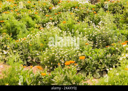 Faiyum, Égypte. Jardin égyptien poussant pour les marigolds et la chamomille pour la récolte. Banque D'Images