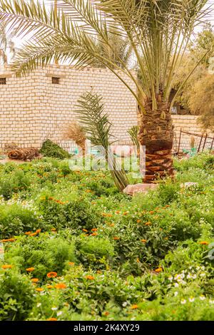 Faiyum, Égypte. Jardin égyptien poussant pour les marigolds et la chamomille pour la récolte. Banque D'Images