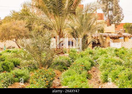 Faiyum, Égypte. Jardin égyptien poussant pour les marigolds et la chamomille pour la récolte. Banque D'Images