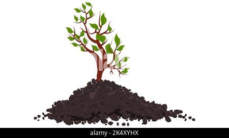 Petite pousse d'arbre avec des feuilles vertes dans un tas de sol isolé sur blanc. Elément de conception vectoriel. Illustration de Vecteur