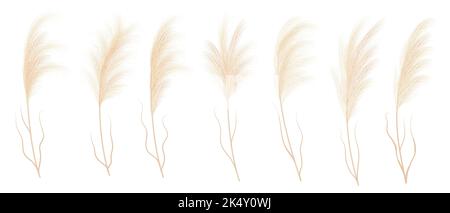 Branches de plantes vectorielles isolées à l'herbe Pampass. Panicule sèche Cortaderia selloana éléments floraux, herbes sauvages. Fleurs aux plumes, fleurs sauvages en pampass naturelles Illustration de Vecteur