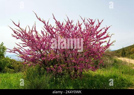 Cerisier en fleur dans la colline de montagne en Grèce. Vue sur la campagne en montagne de Penteli. Banque D'Images