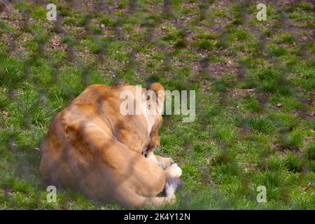 Une jeune lionne se trouve sur le sol et léche sa patte Banque D'Images