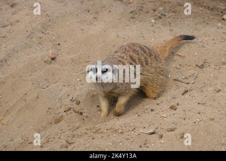 Le meerkat creuse dans le sable et regarde loin Banque D'Images