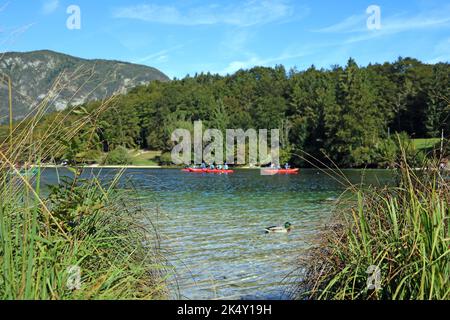 Une vue sur le lac de Bohinj en Slovénie avec des gens sur des canoës, une forêt verte et un ciel bleu en arrière-plan Banque D'Images