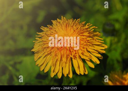 Un pissenlit jaune fleurit dans la prairie. Propriétés utiles utilisées en médecine Banque D'Images
