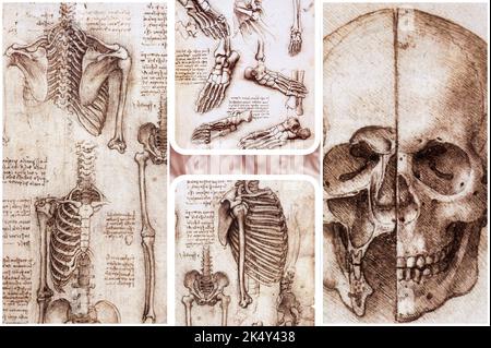 Dessins des études anatomiques du brillant peintre, sculpteur et scientifique, Leonardo Da Vinci. Banque D'Images