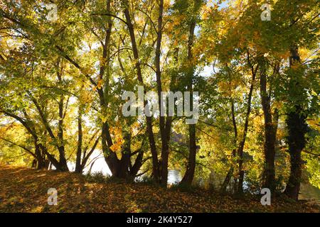 Peupliers au bord de la Saale à Halle en automne, Allemagne Laubfärbung der Pappeln an der Saale à Halle im Herbst, BR Deutschland Banque D'Images