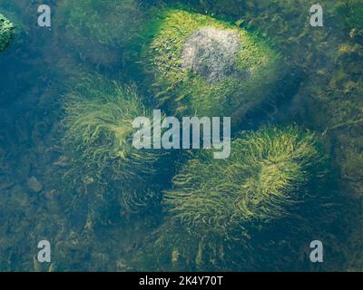 Pierres sous-marines recouvertes d'algues vertes. Eau calme. Banque D'Images