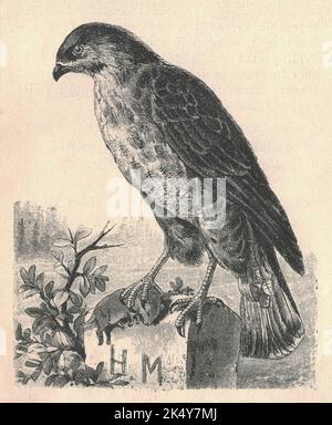 Illustration antique gravée du bourdonnement commun. Illustration ancienne du bourdonnement commun. Ancienne photo gravée de l'animal. Le bourdonnet commun (Buteo buteo) est un oiseau de proie de taille moyenne à grande qui a une grande portée. Membre du genre Buteo, il appartient à la famille des Accipitridae. L'espèce vit dans la plus grande partie de l'Europe et étend son aire de reproduction à travers une grande partie du Paléarctique jusqu'au nord-ouest de la Chine (Tian Shan), l'extrême ouest de la Sibérie et le nord-ouest de la Mongolie. Sur une grande partie de sa gamme, il est résident toute l'année. Cependant, les bourdonnements des parties les plus froides de l'Hémisphe du Nord Banque D'Images