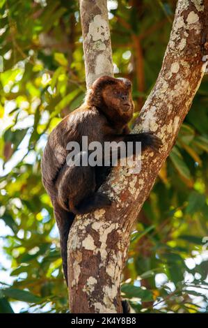 Capuchin Monkey (Cebus libidinosus) est un singe commom au Rio Doce Estate Park, Minas Gerais, Brésil Banque D'Images