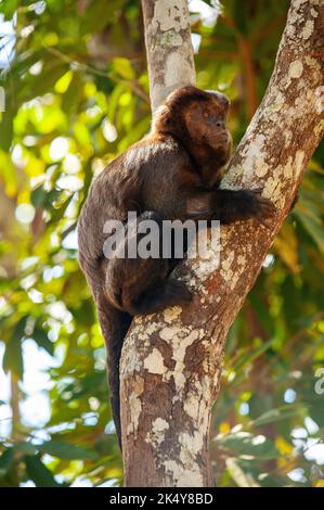 Capuchin Monkey (Cebus libidinosus) est un singe commom au Rio Doce Estate Park, Minas Gerais, Brésil Banque D'Images