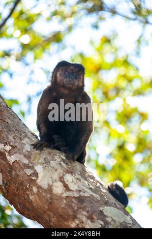 Capuchin Monkey (Cebus libidinosus) est un singe commom au Rio Doce Estate Park, Minas Gerais, Brésil Banque D'Images