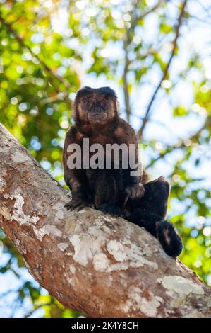 Capuchin Monkey (Cebus libidinosus) est un singe commom au Rio Doce Estate Park, Minas Gerais, Brésil Banque D'Images