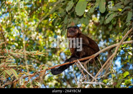 Capuchin Monkey (Cebus libidinosus) est un singe commom au Rio Doce Estate Park, Minas Gerais, Brésil Banque D'Images